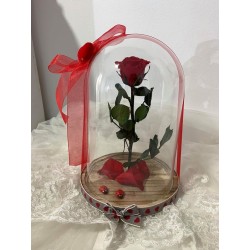Cúpula rosa preservada SAN VALENTIN
