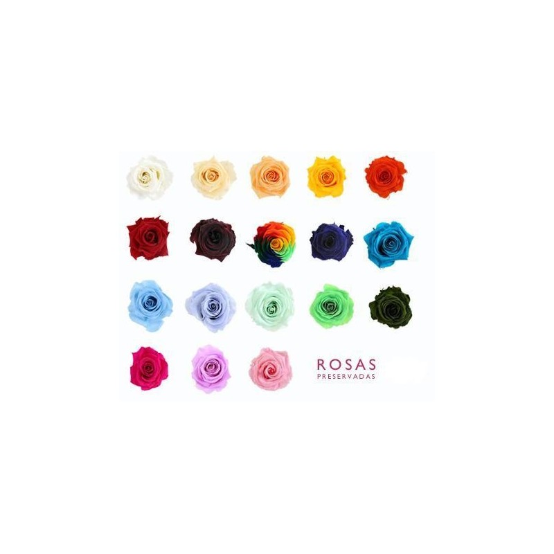 Cúpula rosas preservadas CARLA